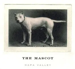 The Mascot 2018 Red Napa Valley