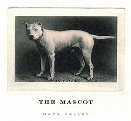 The Mascot 2019 Red Blend